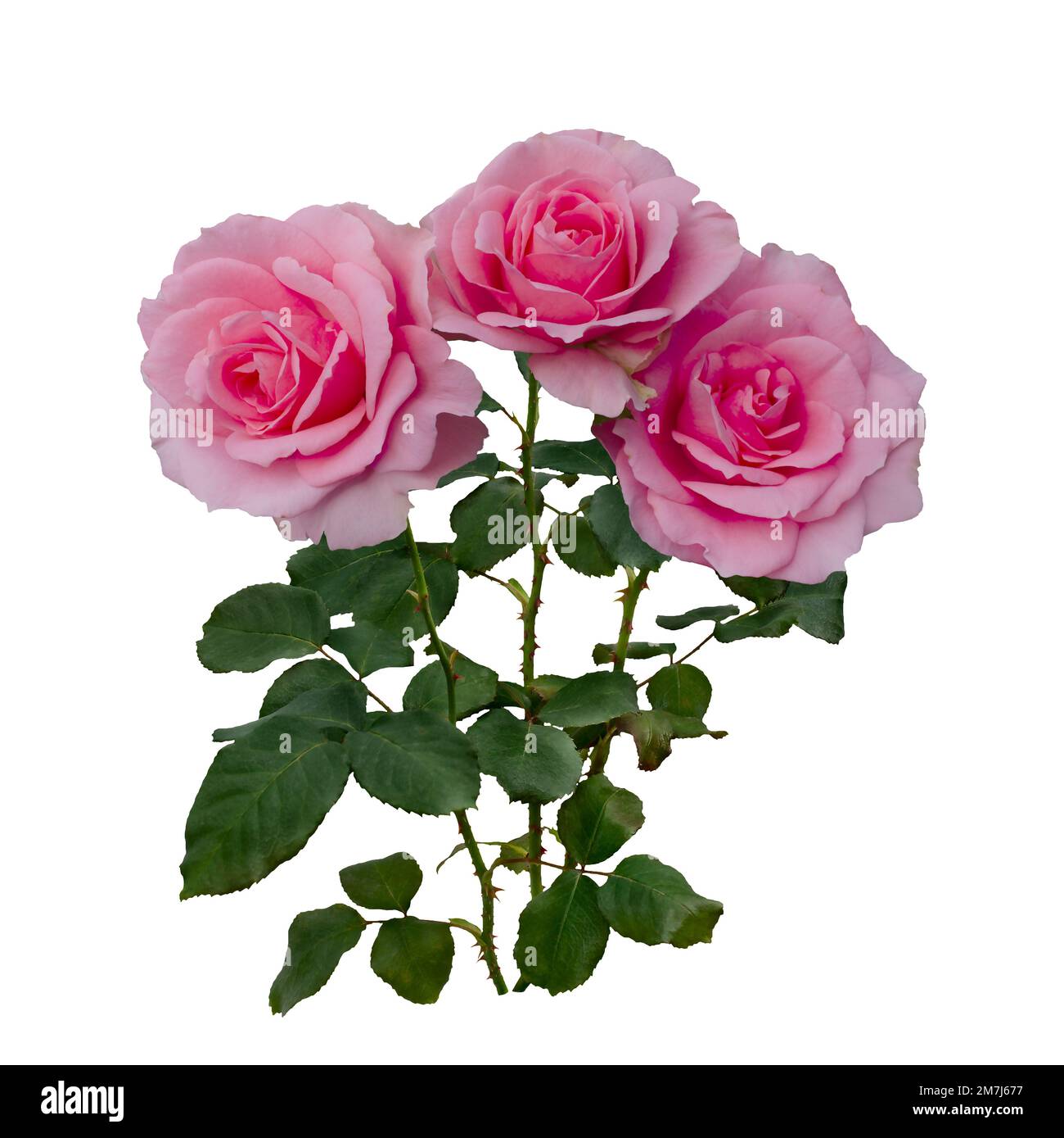 Bright pink roses with green leaves isolated on white background Stock ...