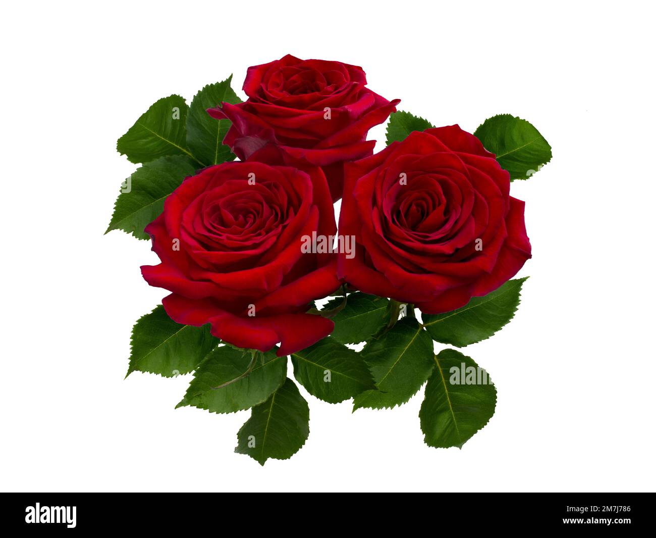 Red rose flowers corner arrangement isolated on white background Stock ...