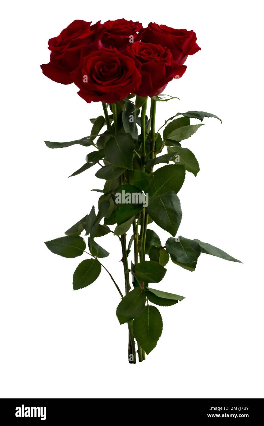 Bouquet of red roses isolated on white background Stock Photo - Alamy