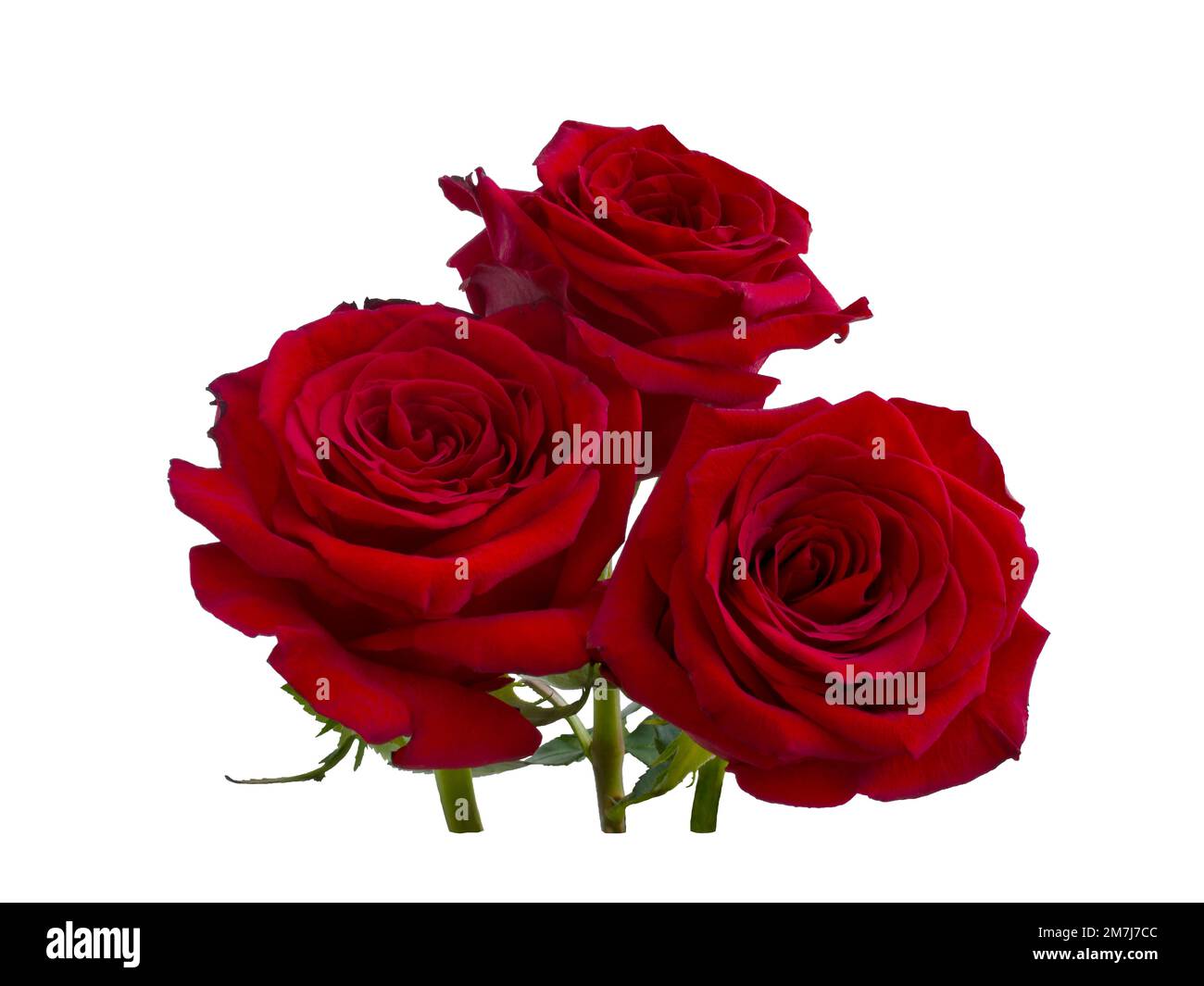 Three dark red roses with a shadow on a white background Stock Photo