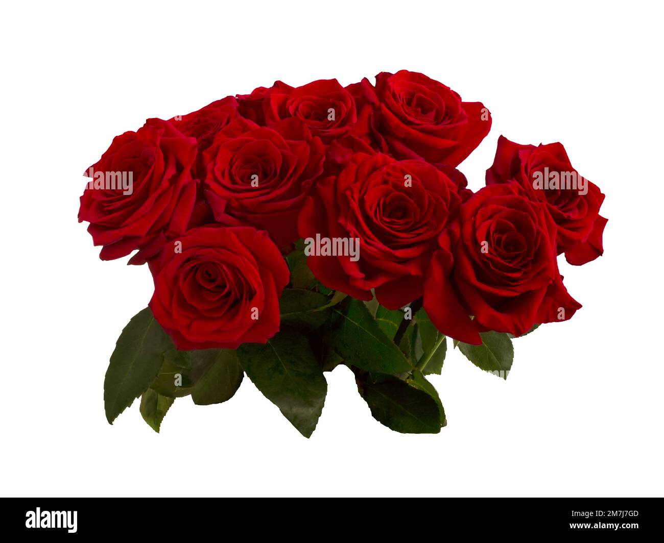 Bouquet of red roses isolated on white background Stock Photo - Alamy