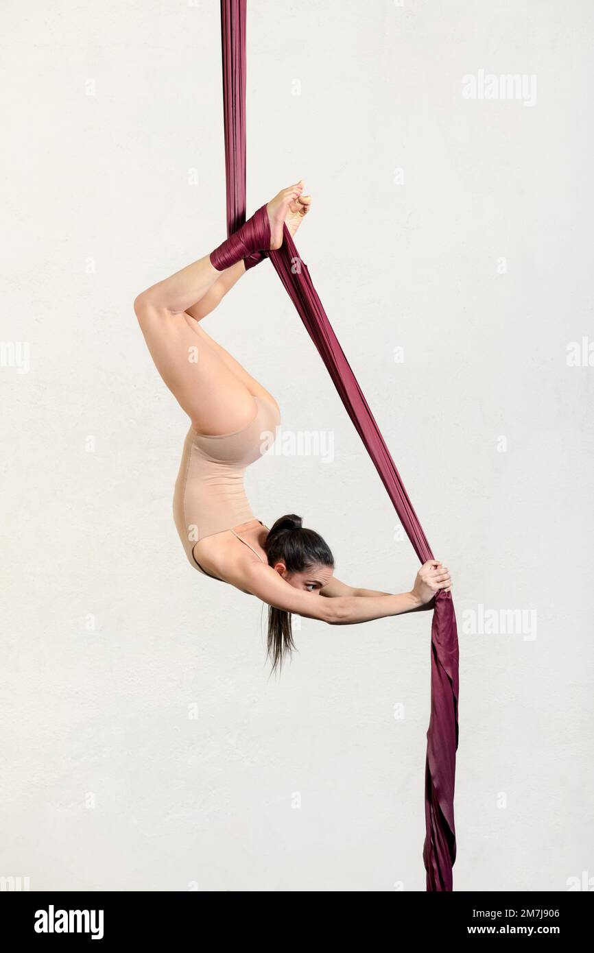 Side view of flexible gracious young female performer with long dark ponytail in beige bodysuit performing trick on hanging aerial silks against white Stock Photo