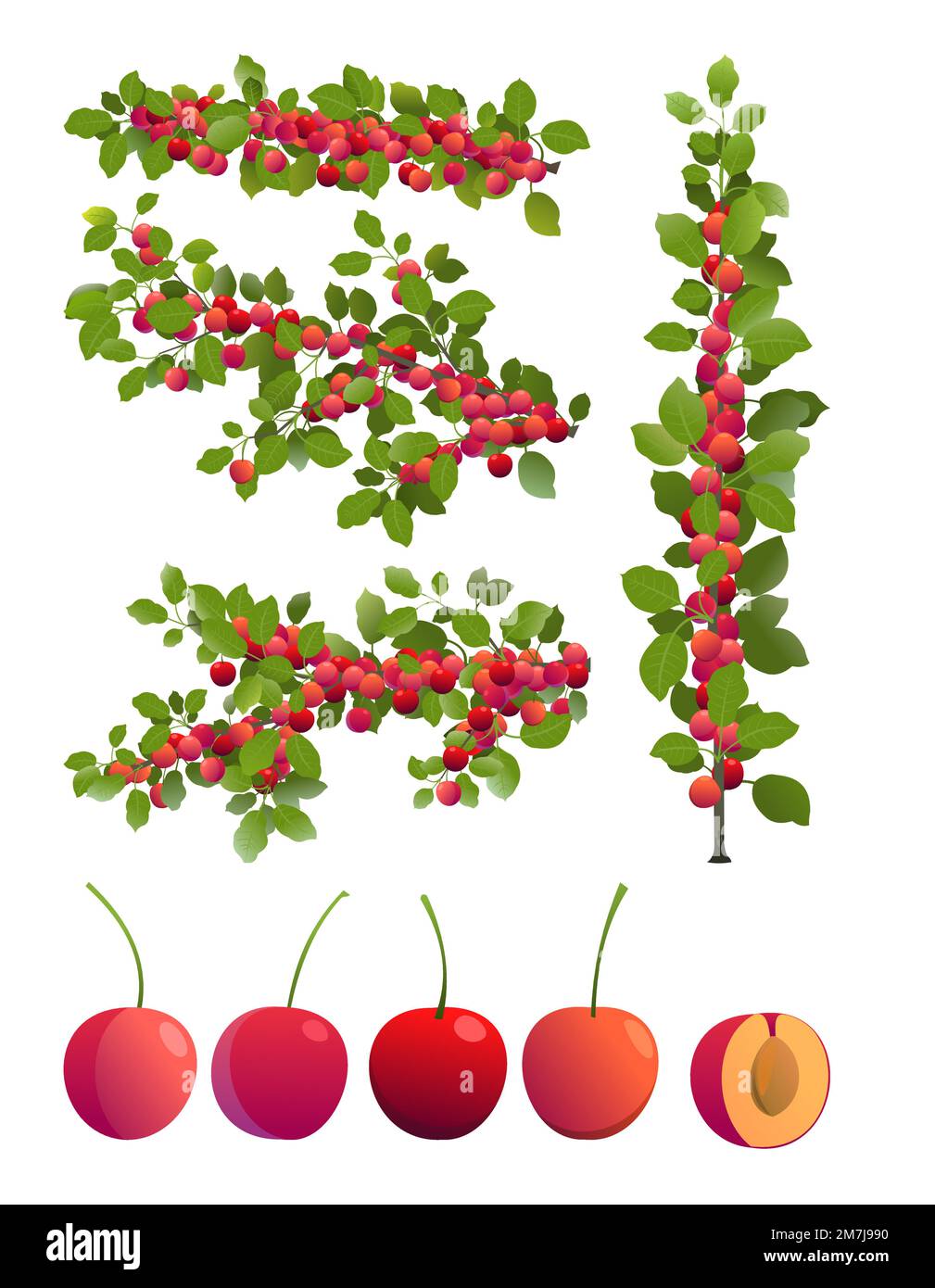 Set of cherry plum tree branches with ripe fruits. Garden plant with
