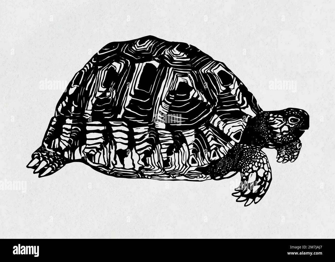 Turtle black linocut vector vintage drawing Stock Vector