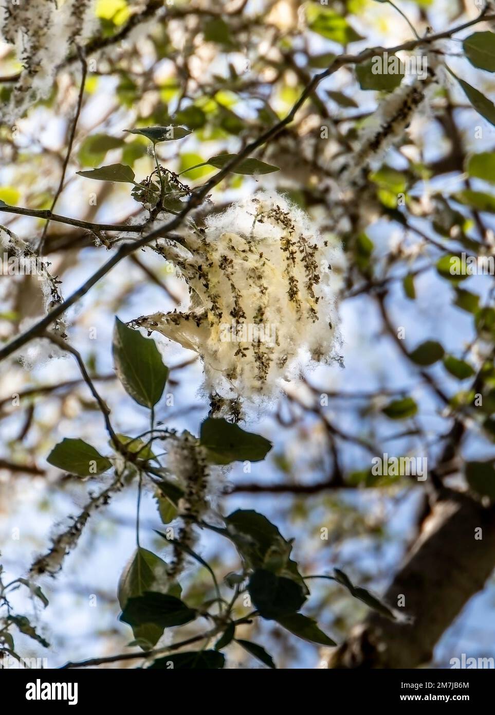 Poplar (Populus Alba) branches with seed tufts flying. Fluffy poplar seeds. Strong allergen, health hazard concept Stock Photo