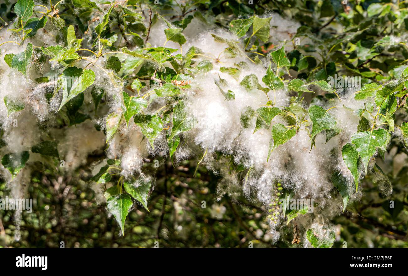 Poplar (Populus Alba) branches with seed tufts flying. Fluffy poplar seeds. Strong allergen, health hazard concept Stock Photo