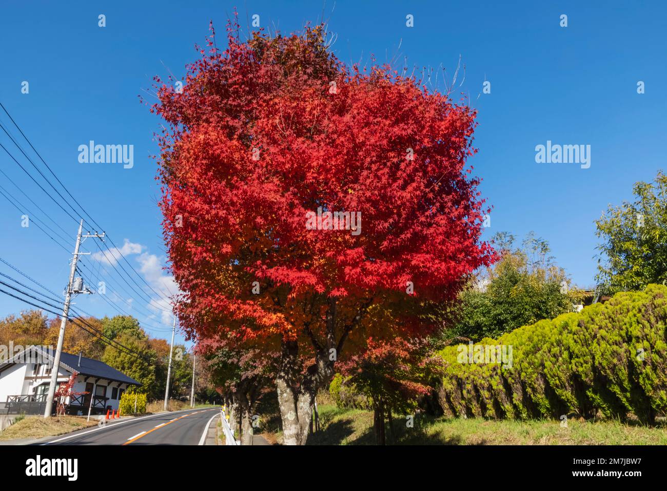 Japan, Honshu, Yamanashi Prefecture, Kobuchizawa, Red Autumn Leaves Stock Photo