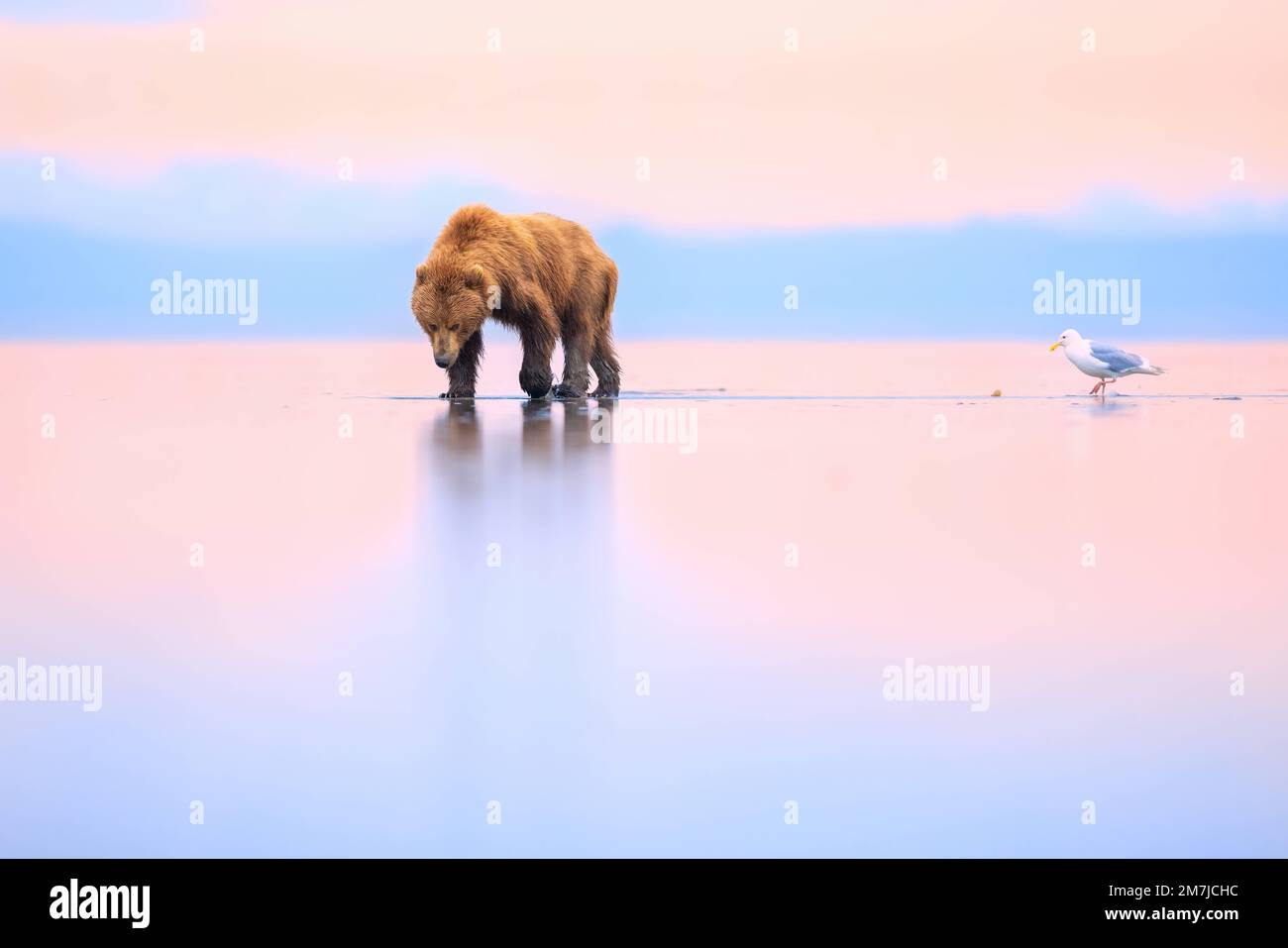 Staring at its reflection. Alaska, USA: THESE INCREDIBLE images show a bear seemingly walking on water. One image shows a brown bear walking across th Stock Photo