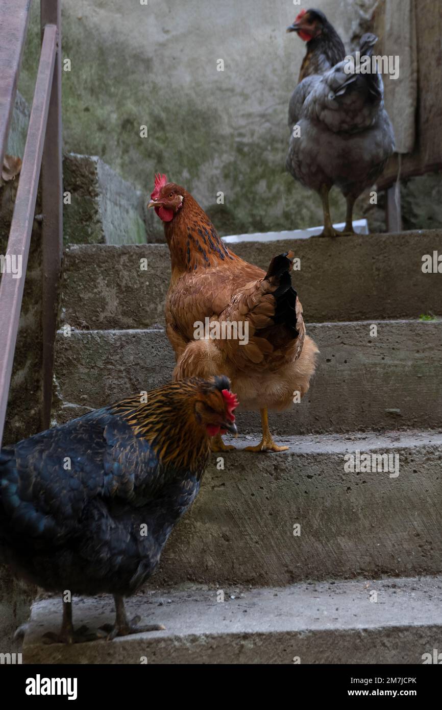 A family of ornamental thoroughbred chickens in the yard of a farmhouse