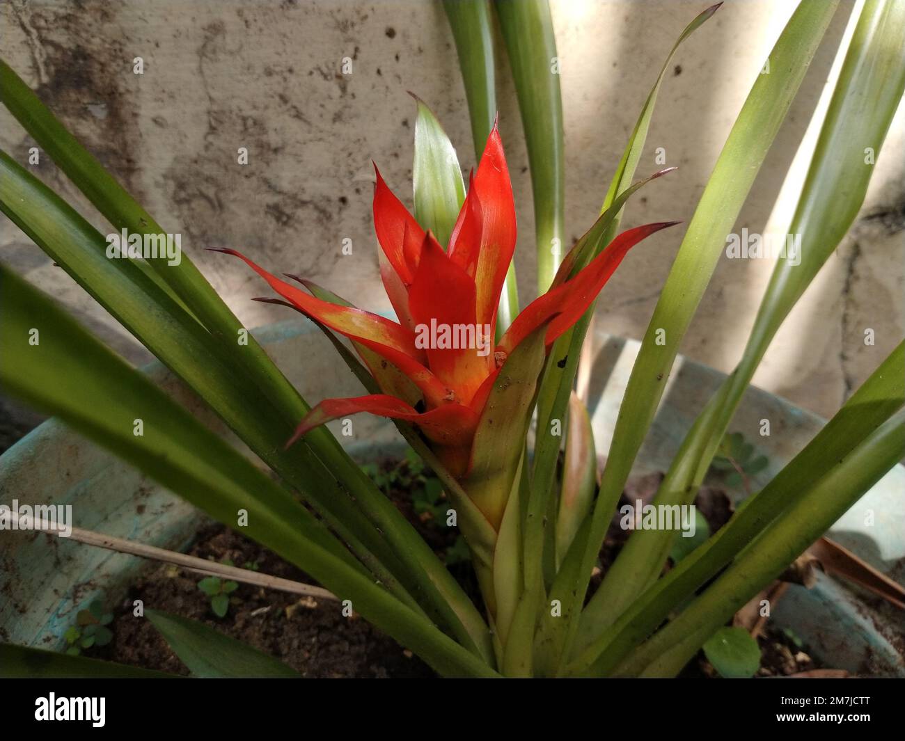 photo of a Bromeliad ornamental plant in a pot. Tropical flower with red and orange petals. Nature environment concept. Stock Photo