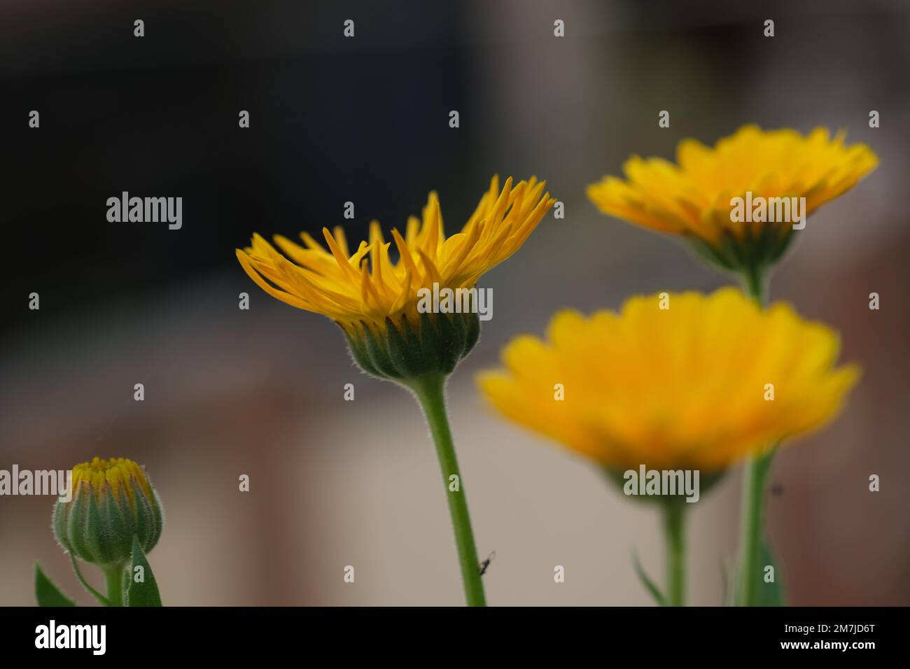 Chrysanthemum “the Queen of fall flowers Stock Photo Alamy