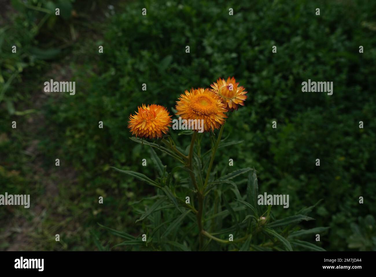 Chrysanthemum “the Queen of fall flowers Stock Photo Alamy