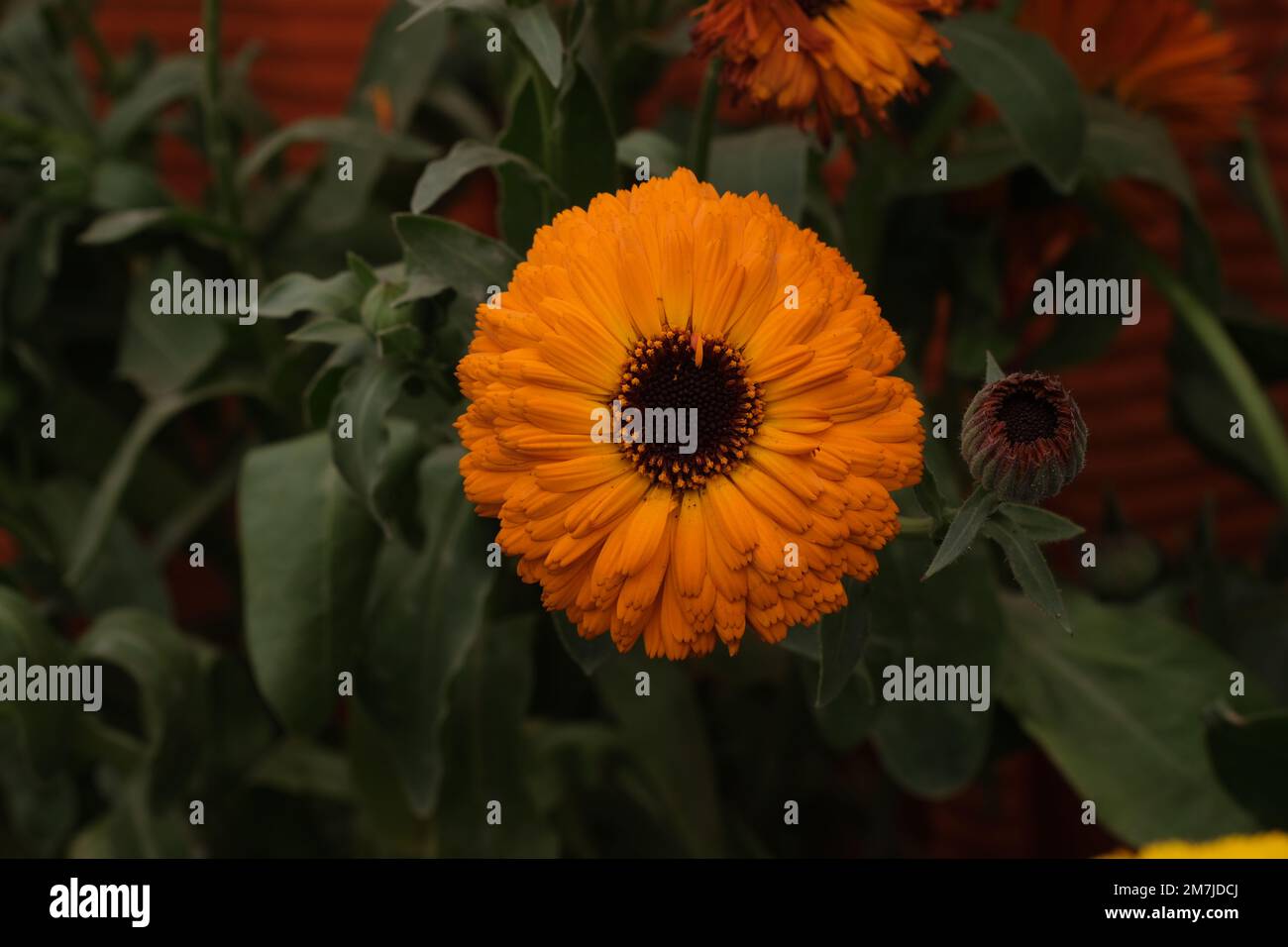 Chrysanthemum “the Queen of fall flowers Stock Photo Alamy