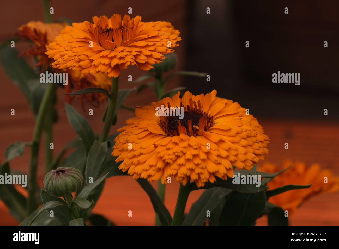 The queen of fall flowers hires stock photography and images Alamy