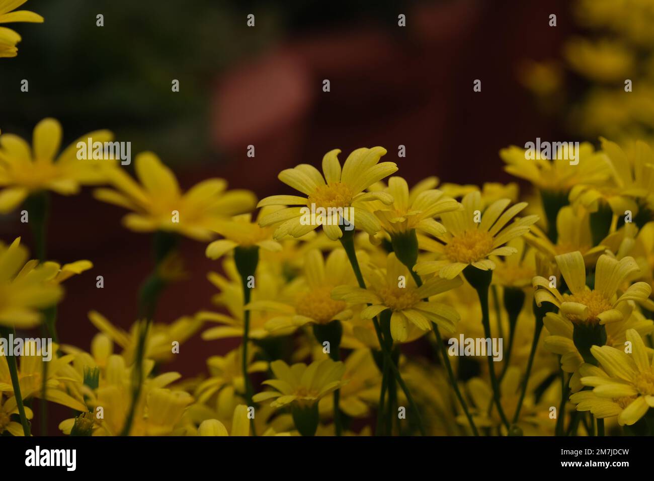Chrysanthemum “the Queen of fall flowers Stock Photo Alamy