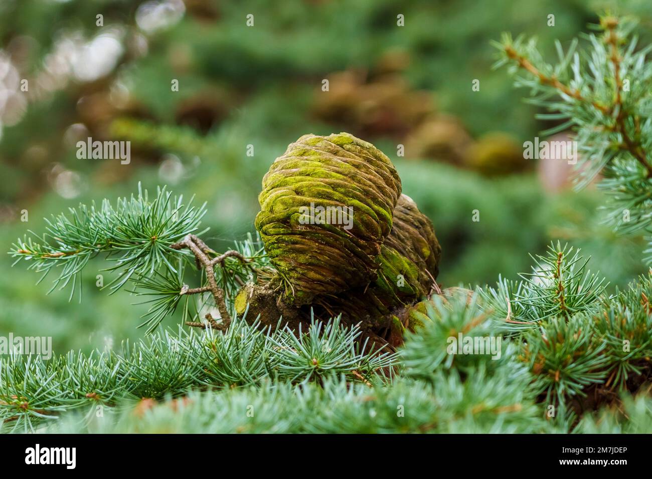 A cone of Himalayan cedar (Cedrus deodara) closeup Stock Photo