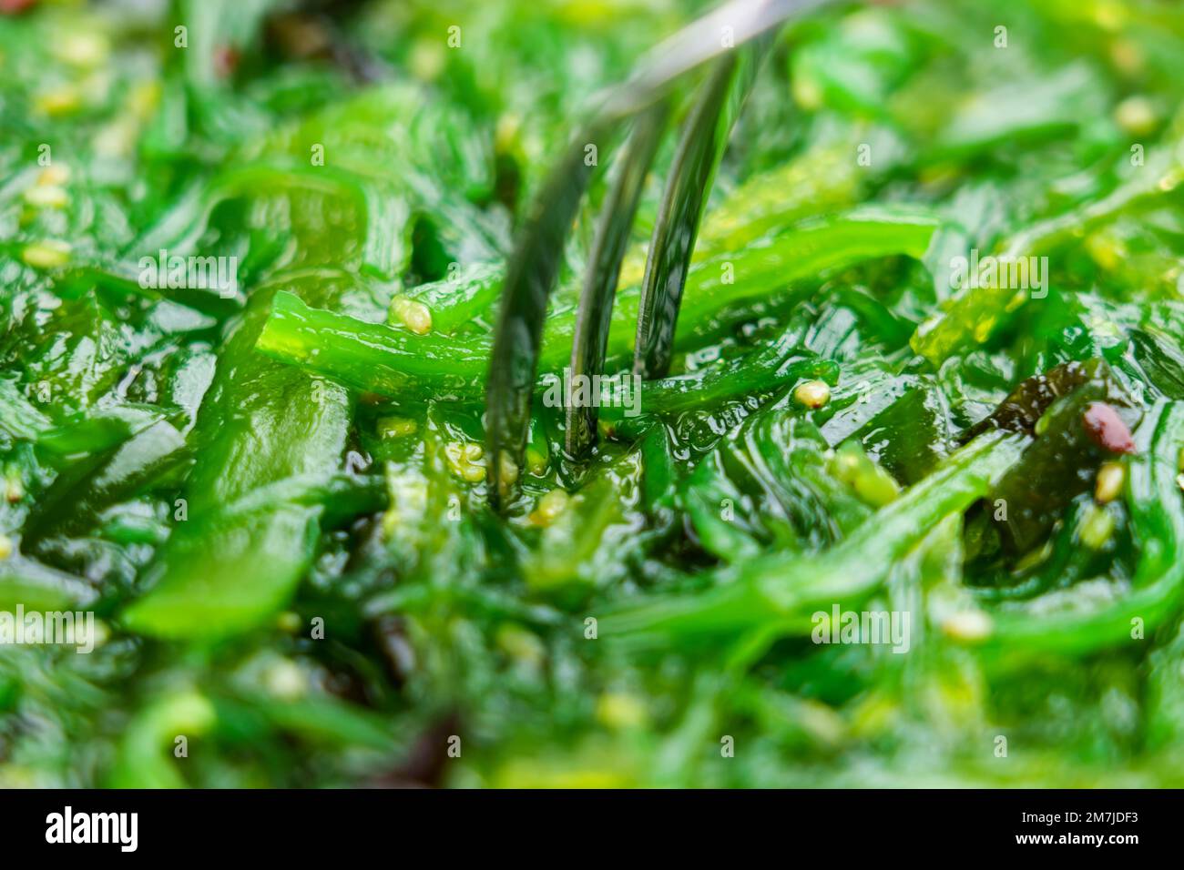 Japanese Wakame seaweed salad with fork. Macro shot Stock Photo
