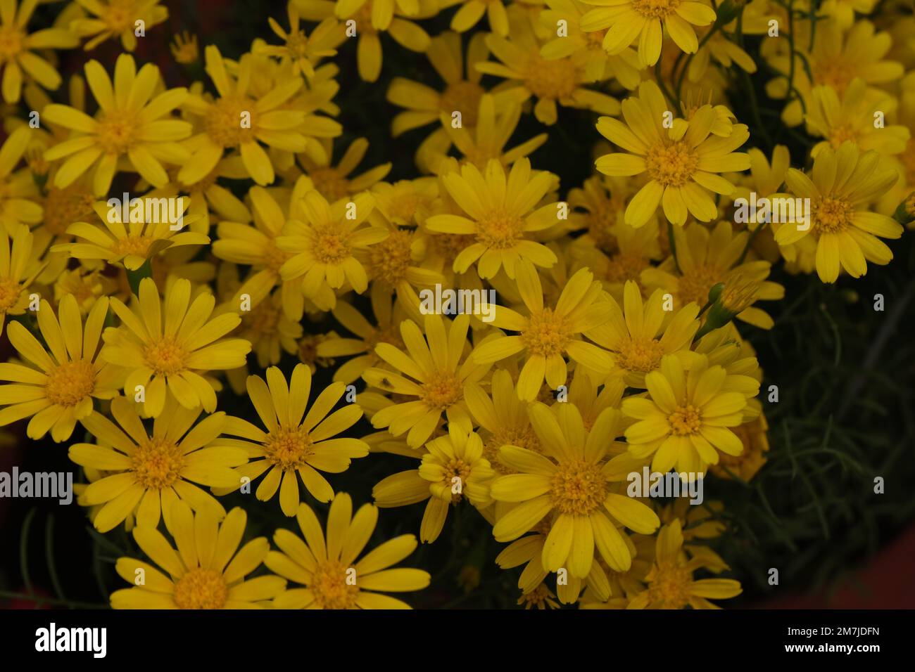 Chrysanthemum “the Queen of fall flowers Stock Photo Alamy