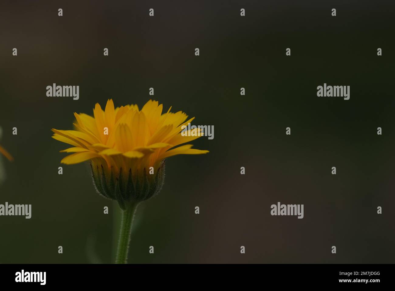 Chrysanthemum “the Queen of fall flowers Stock Photo Alamy