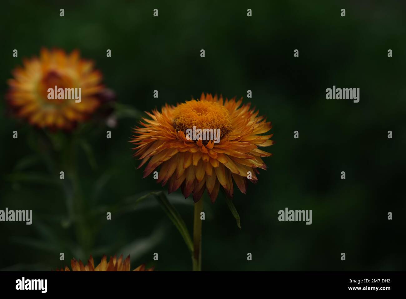 Chrysanthemum “the Queen of fall flowers Stock Photo Alamy