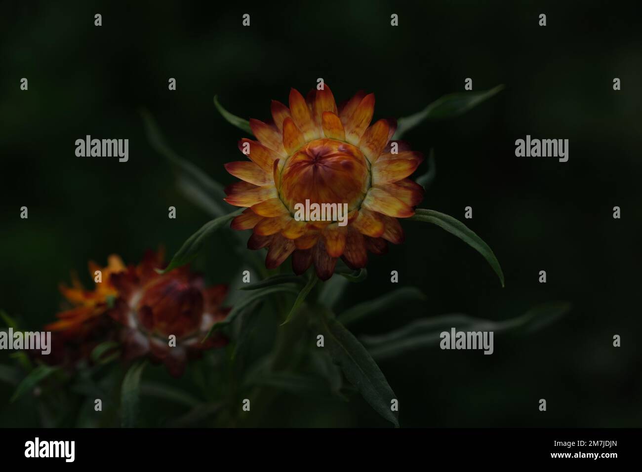 Chrysanthemum “the Queen of fall flowers Stock Photo Alamy