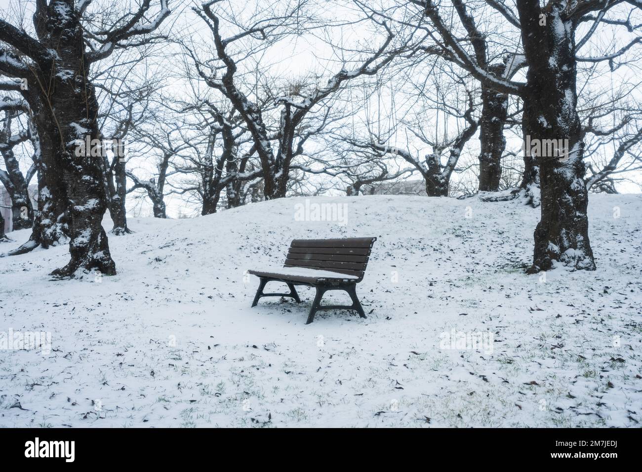 A lonely bench in a snow-covered park with leafless trees Stock Photo ...