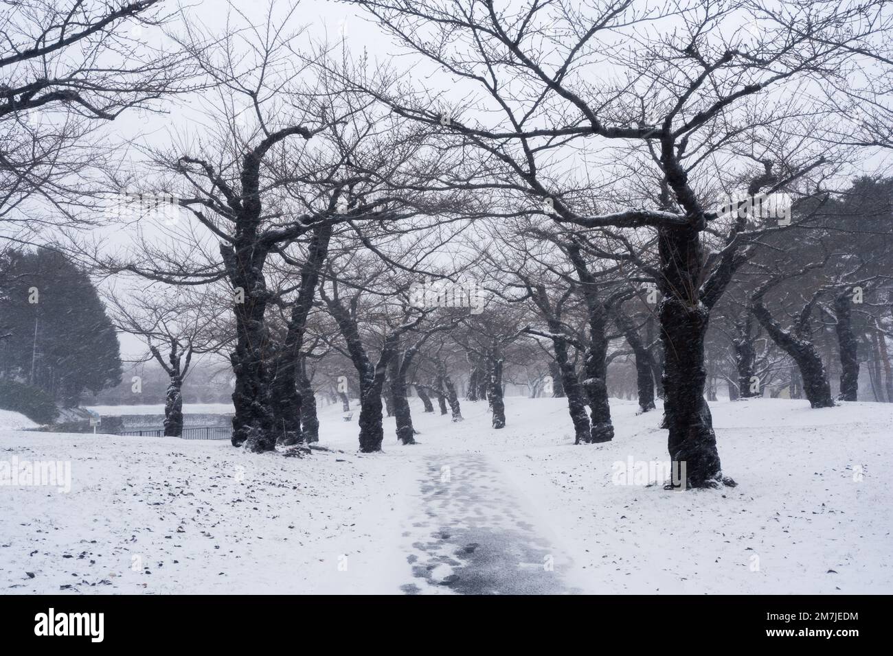 Leafless trees and white snow in the park during snowfall Stock Photo