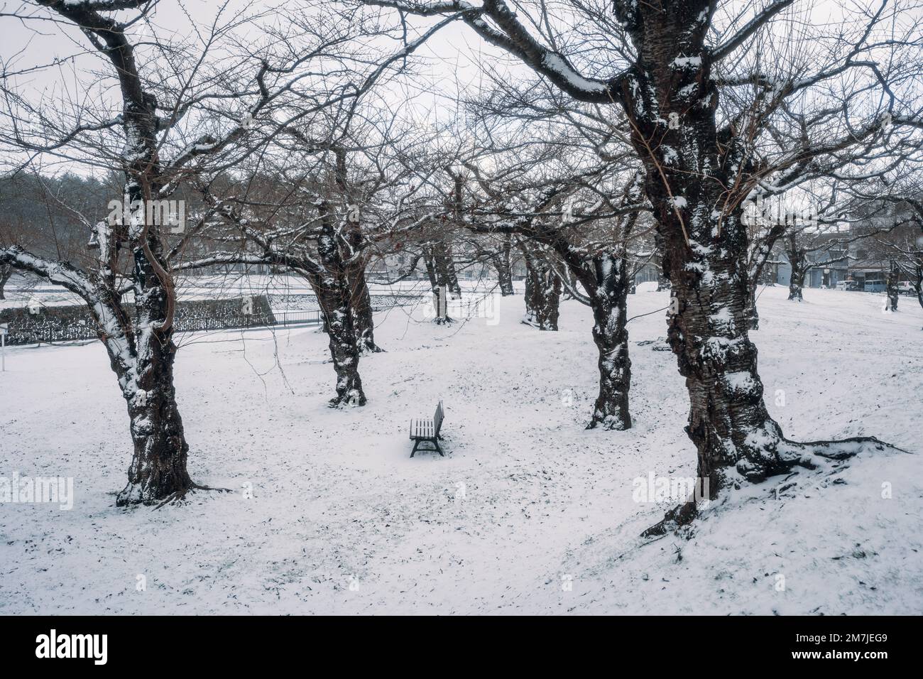 A lonely bench in a snow-covered park with leafless trees Stock Photo