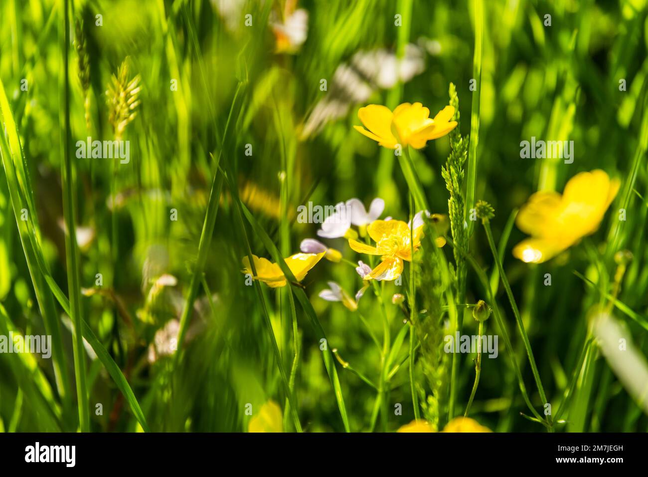 Flowering buttercups and Cardamines, Ranunculus acris and Cardamine Pretensis, in a grass meadow in bright sunshine in East Sussex Stock Photo