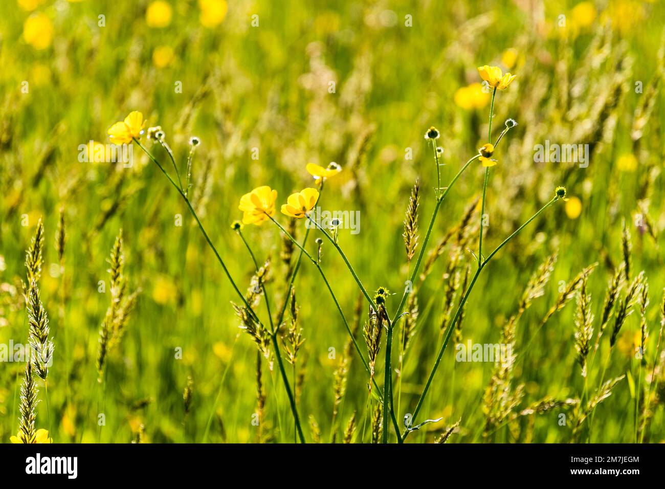 Flowering field buttercups, Ranunculus acris, in a grass meadow in bright sunshine in East Sussex Stock Photo