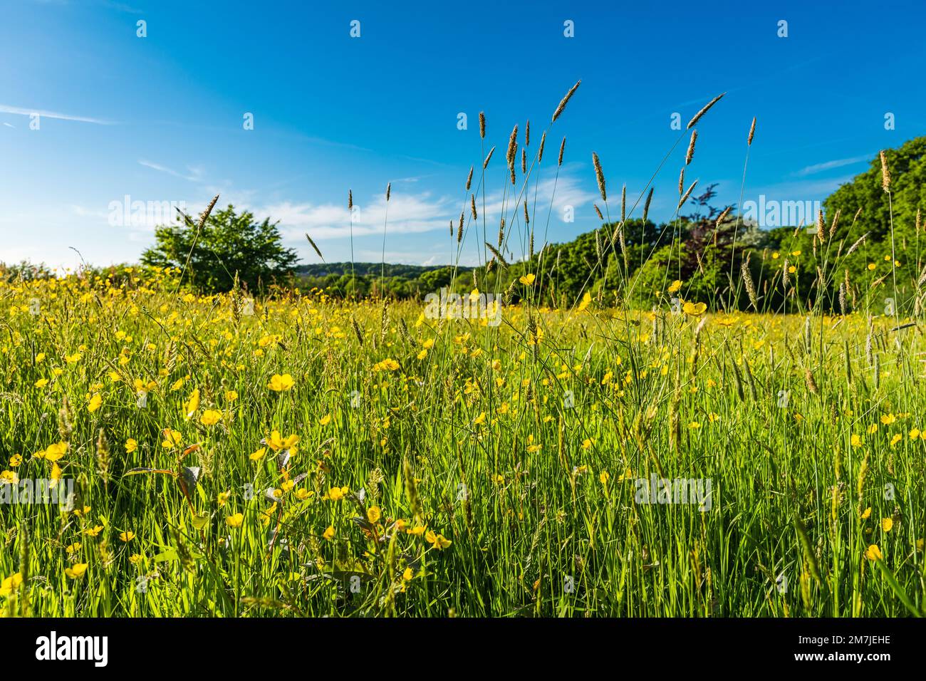 Flowering meadow buttercups, Ranunculus acris, in a grass meadow in bright sunshine in East Sussex Stock Photo