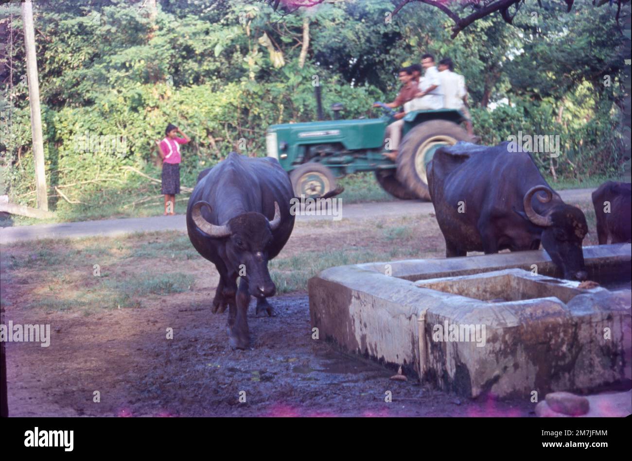 Cattles Going to Drink Water in Gujrat Village, India Stock Photo