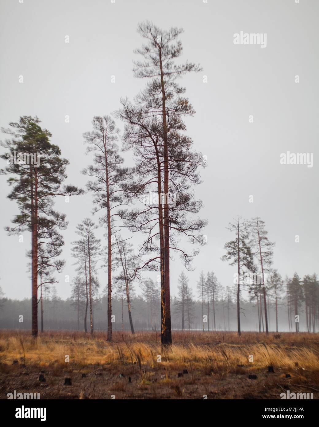 Tree Surrounded A field surrounded by dense trees Stock Photo - Alamy