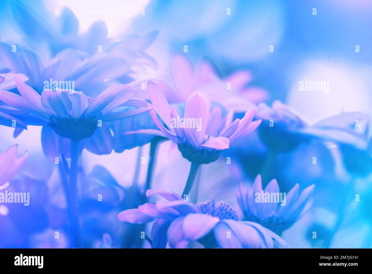 Vintage soft pink flowers wallpaper hi-res stock photography and images ...