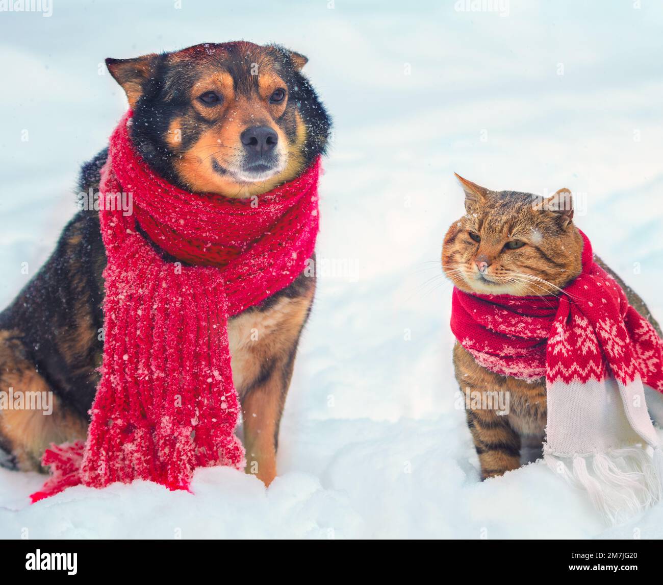 Funny Dog And Cat In A Knitted Scarf Are Sitting Together On The Snow funny-dog-and-cat-in-a-knitted-scarf-are-sitting-together-on-the-snow