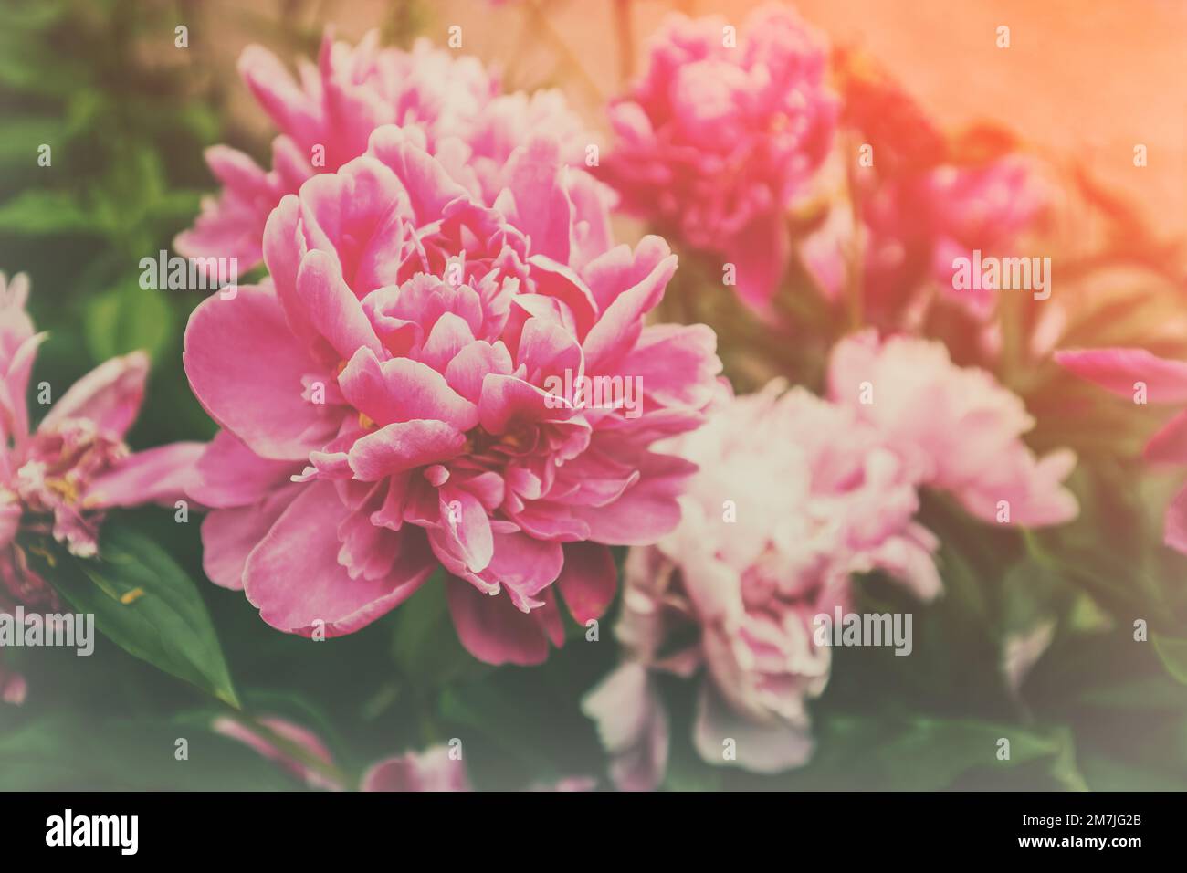Vintage blooming peonies in the garden Stock Photo - Alamy