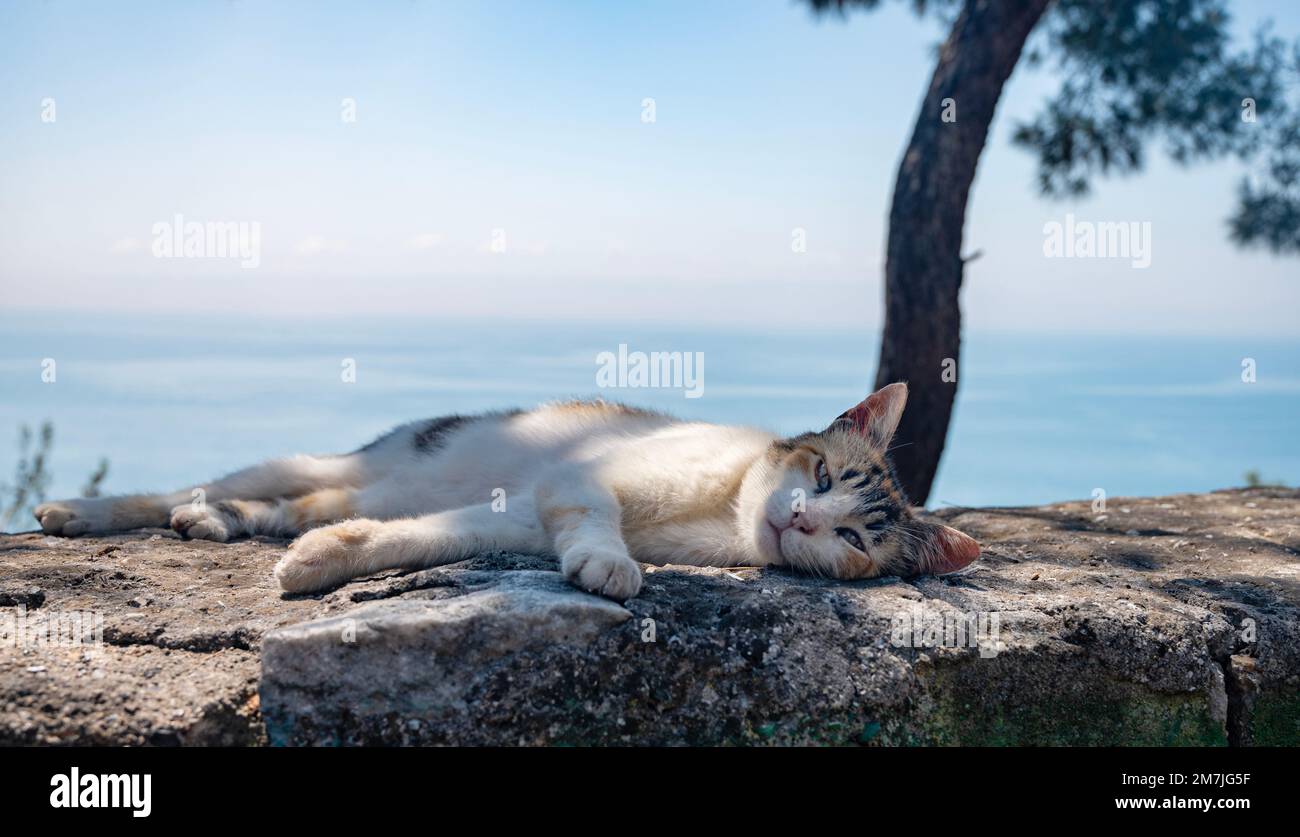 A street cat sleeps on the rocks under a tree in the shade of pine trees against the blue sea on a sunny summer day. Turkey, Istanbul. Stock Photo