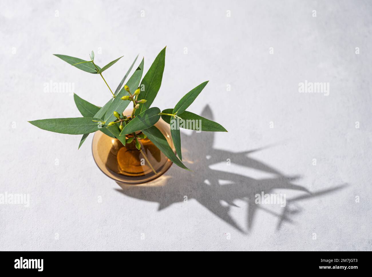 A bouquet of fresh eucalyptus stands in a glass vase with shadow on a light background. Concept of 8 March, happy women's day. Top view and copy space Stock Photo