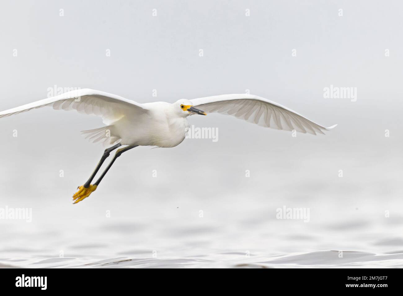 A snowy egret (Egretta thula) in flight at the Texas coast Stock Photo ...