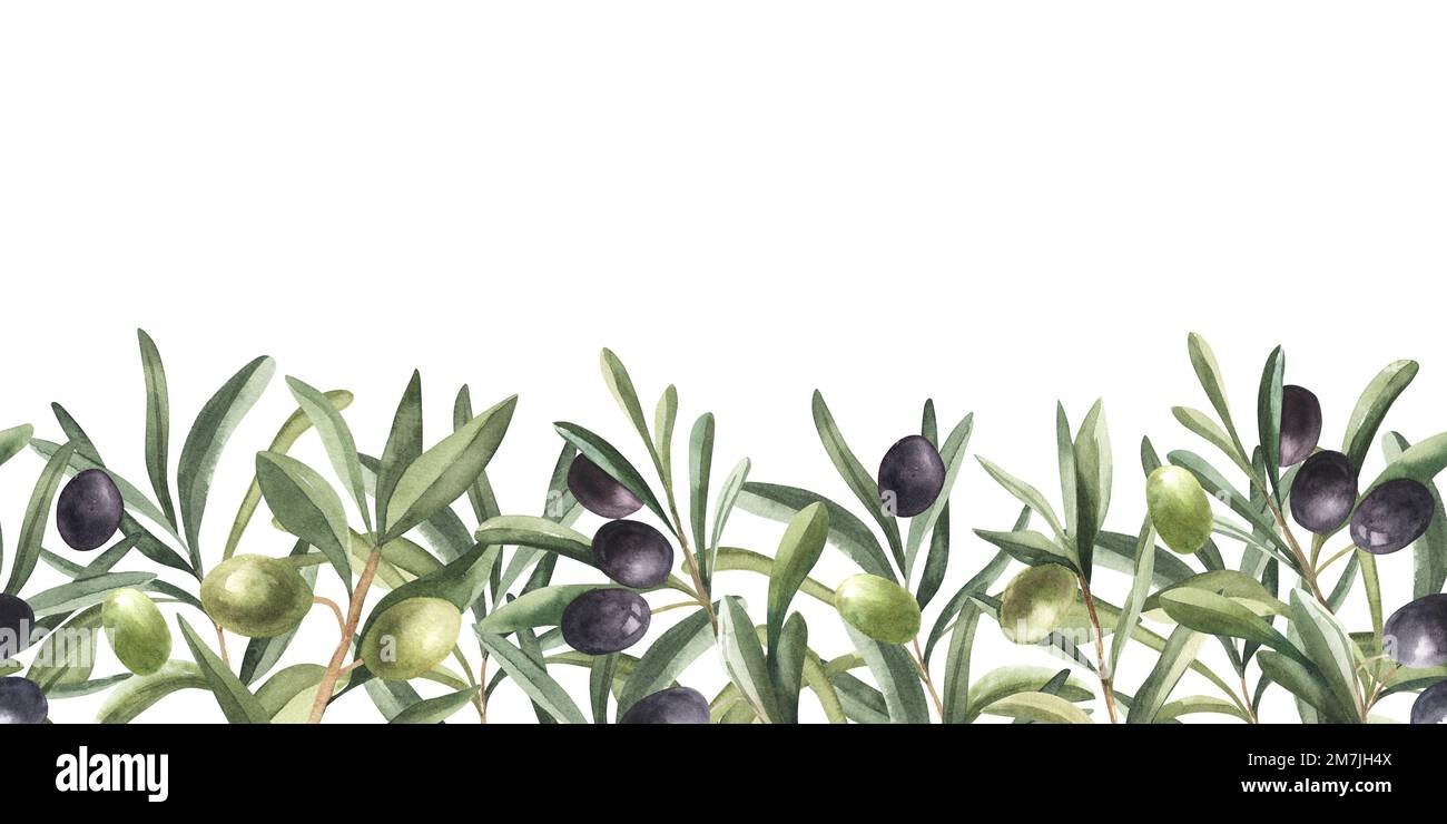 Watercolor seamless border with black olive, branch and leaves. Hand ...