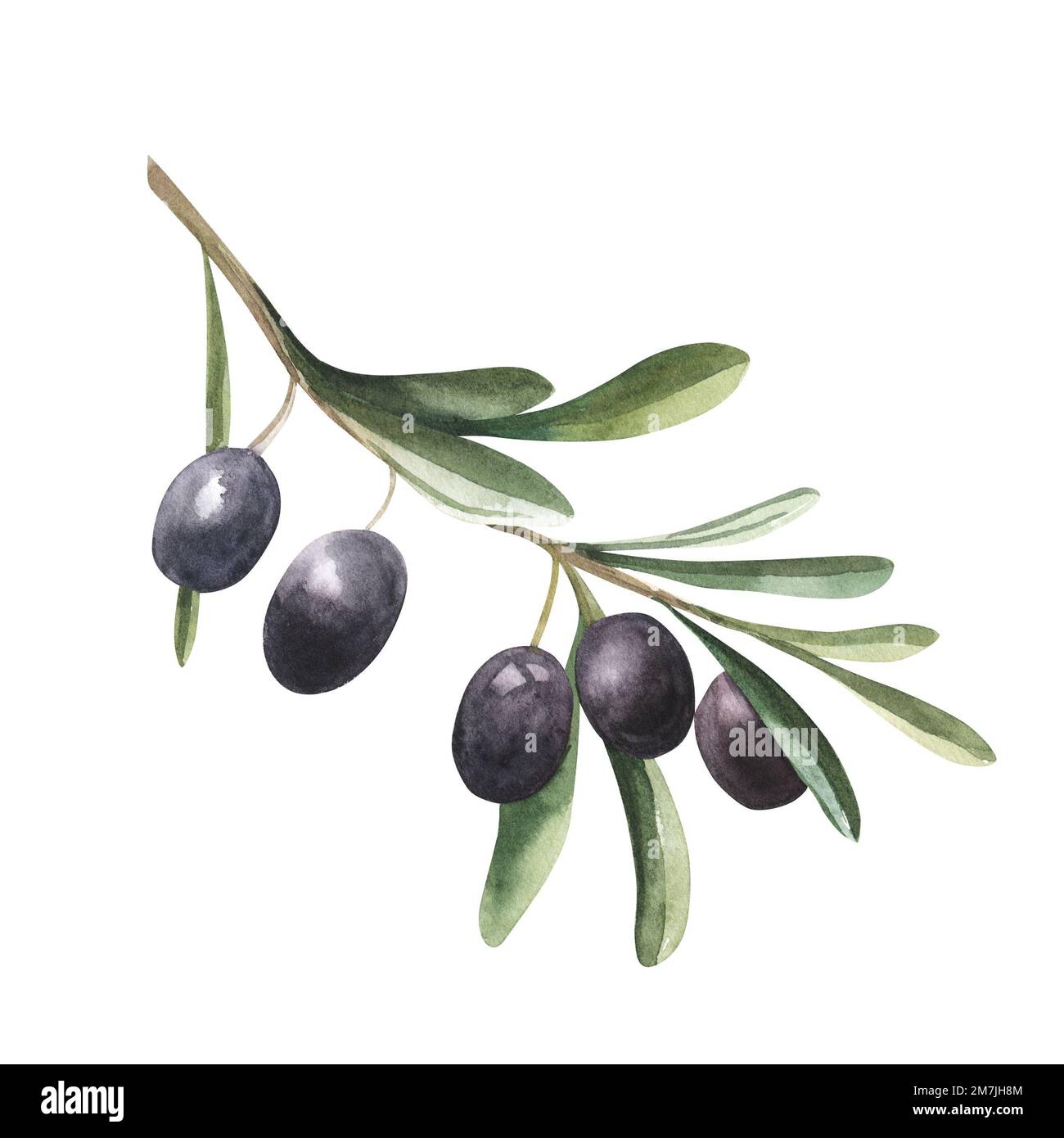 Watercolor drawing of olive branch with leaves isolated on white ...