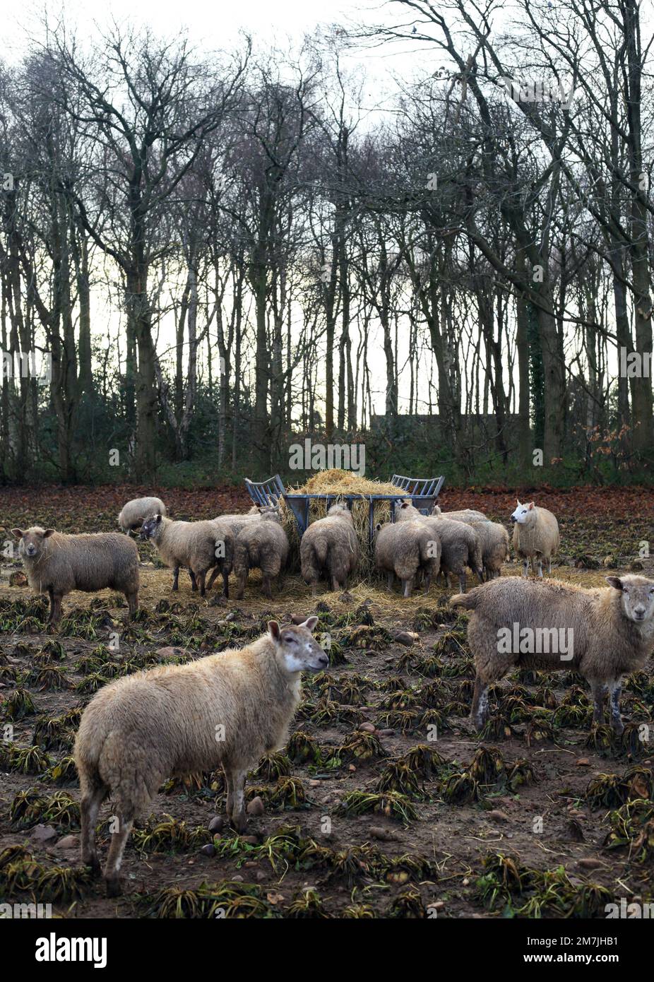 Sheep feeding on hay in winter. Stock Photo