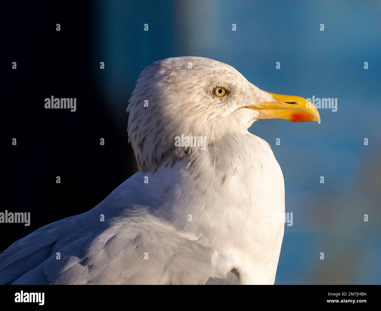 The Herring Gull is a large member of the gull family that has adapted