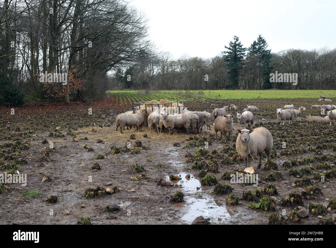Sheep feeding on hay in winter. Stock Photo
