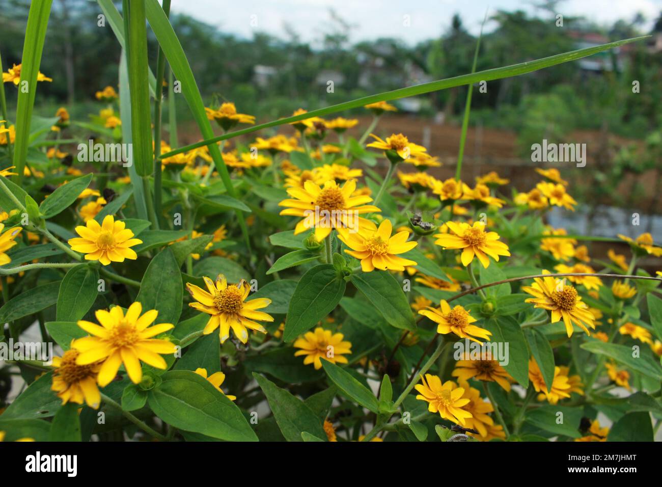Beauty spring flower melampodium divaricatum or yellow butter daisy