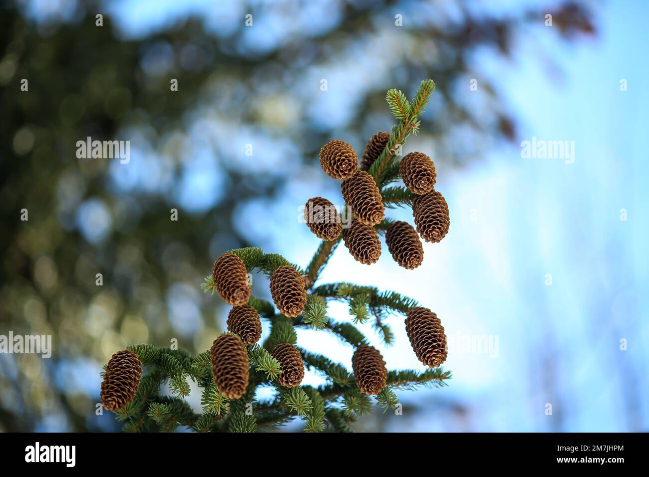 Looking up into a Pine tree, with pine cone, with blue sky between the branches Stock Photo