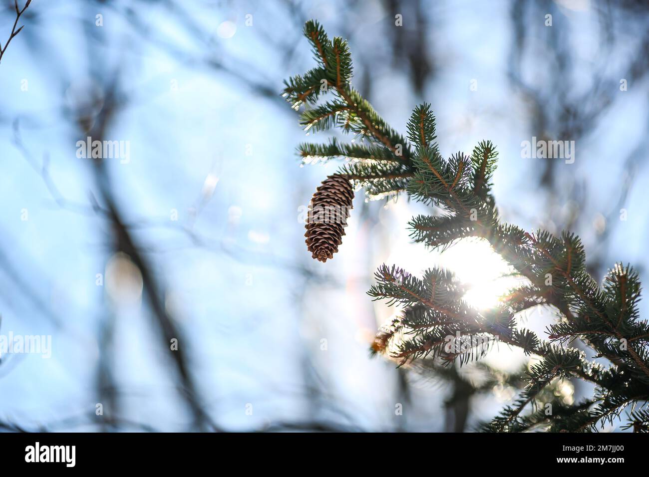 Looking up into a Pine tree, with pine cone, with blue sky between the branches Stock Photo