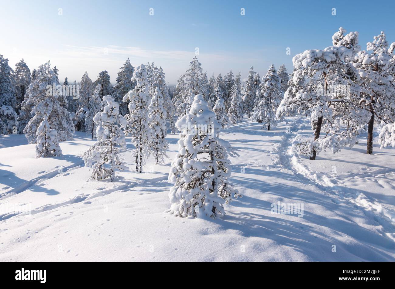 Winter landscape with snow covered trees in Finnish Lapland Stock Photo ...