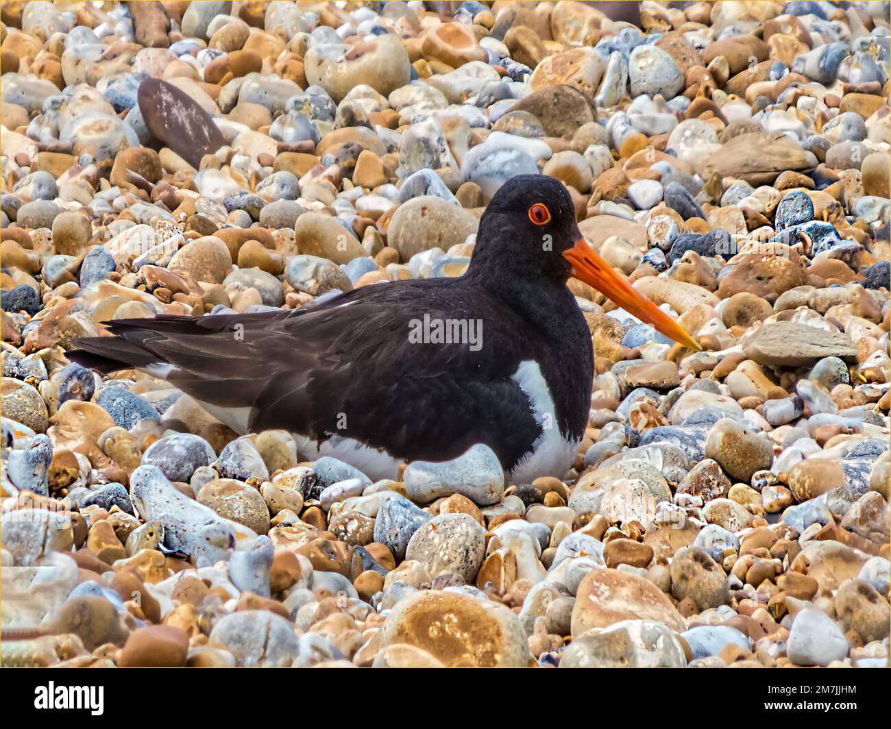 Black oyster catcher nest hires stock photography and images Alamy