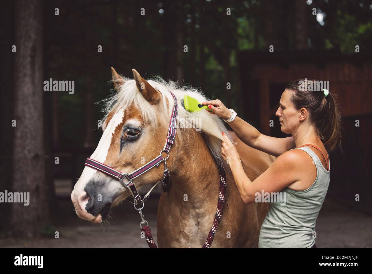 Woman brushing horses hair with a brush, taking care of the horse Stock